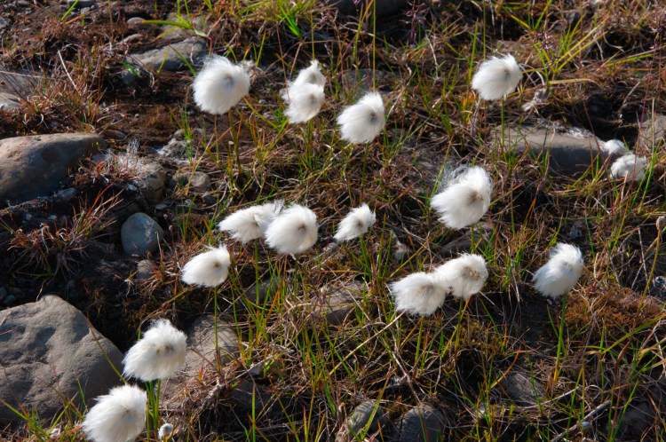 Cotton-grass